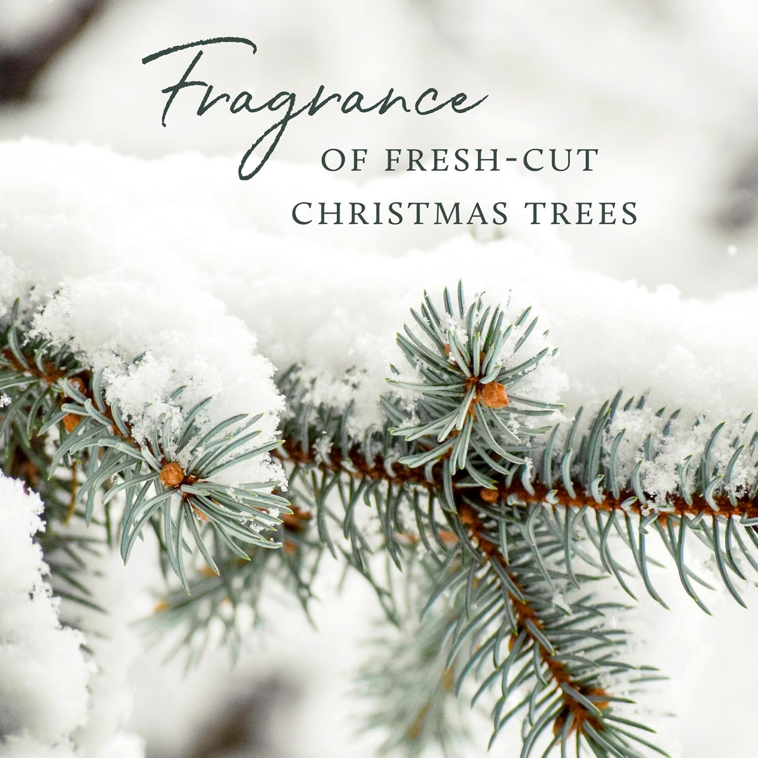 Thymes Frasier Fir Holiday Gift Set